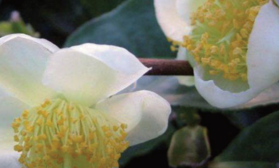 Die Teepflanze Camellia sinensis – Blog Teil 1
