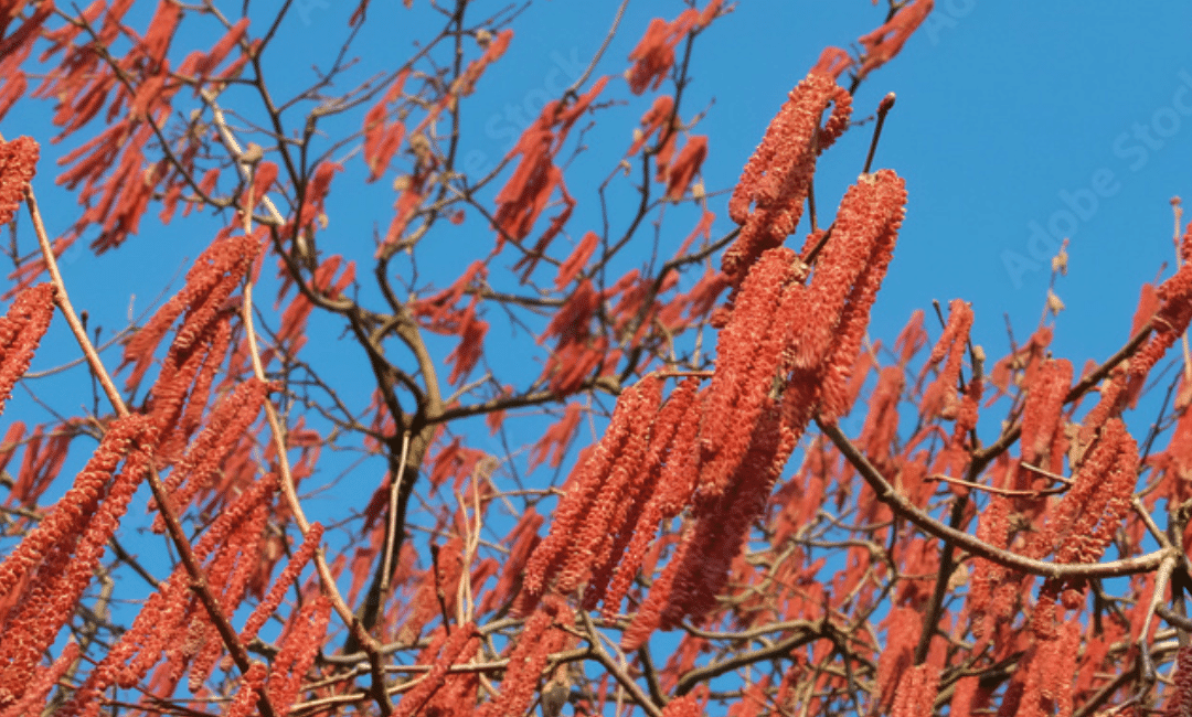 Wer lässt seine Pollen schon um Weihnachten fliegen?